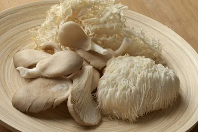 Lion's mane mushroom growth stages