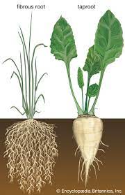 Types of Roots and Root Systems