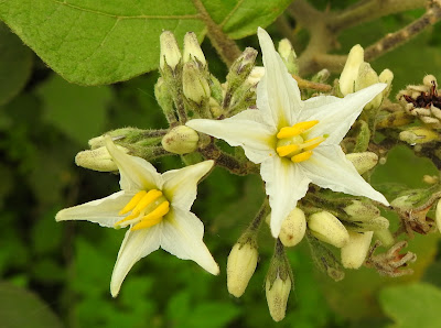 萬桃花的能孕花