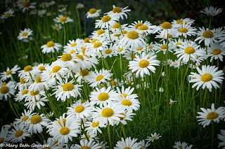 white daisies photo by mbgphoto