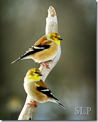 goldfinches