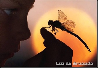 libélula