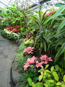 Massed tropical plants and ponisettias at the 2018 Allan Gardens Conservatory Winter Flower Show by garden muses--not another Toronto gardening blog