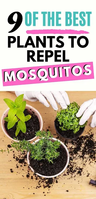 9 Mosquito Repellent Plants You Can Keep In Your Home