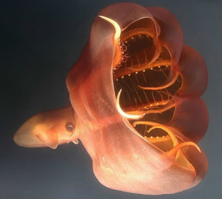 vampire squid 2
