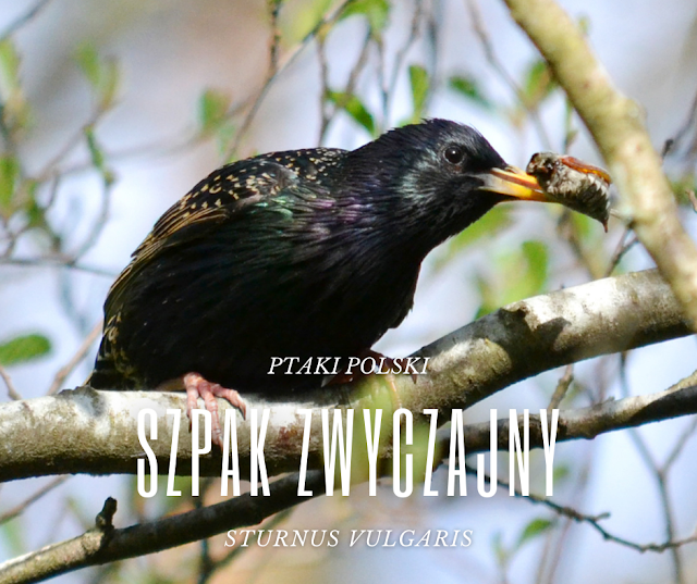 Szpak zwyczajny (Sturnus vulgaris)