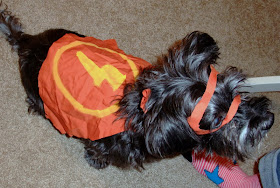 DIY Halloween Dog Costume