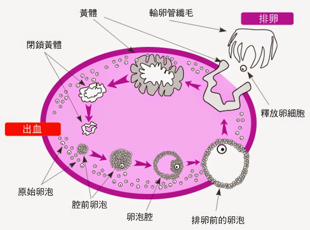 排卵期是什麼