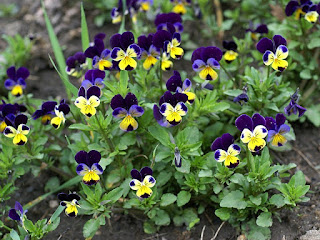 Pensée sauvage - Pensée tricolore - Viola tricolor 