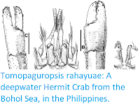 http://sciencythoughts.blogspot.co.uk/2017/06/tomopaguropsis-rahayuae-deepwater.html