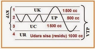 Hasil gambar untuk frekuensi pernapasan