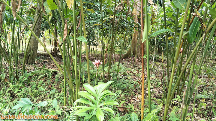 Khasiat Kegunaan Pokok  Bunga Kantan 