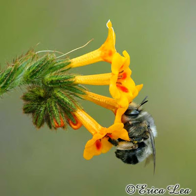 Anthophora urbana