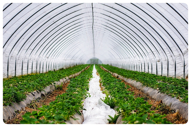 Drip Irrigation