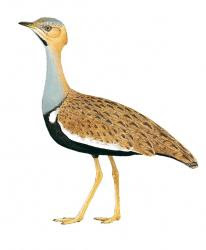 Savile´s Bustard