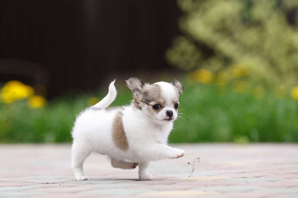 Cheap Teacup Chihuahua Puppies For Sale Near Me