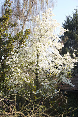 Magnolia de Kobe, petit arbre, arbre printemps, arbres de jardin