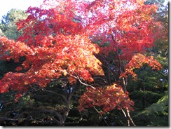 おすすめ面白い小説用ブログ 吉田神社の紅葉 木の根元と新しい命
