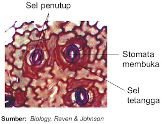 struktur dan fungsi stomata mulut daun pada tumbuhan