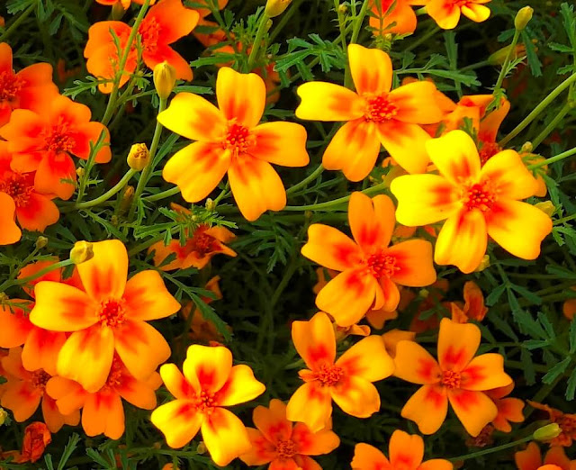 Tagetes Tenuifolia, Lemon Marigold - Tangerine Gem  