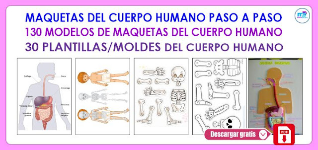  MAQUETAS DEL CUERPO HUMANO PASO A PASO