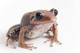 Katak Yang Bisa Bernyanyi, Katak Aneh Suka Bernyayi