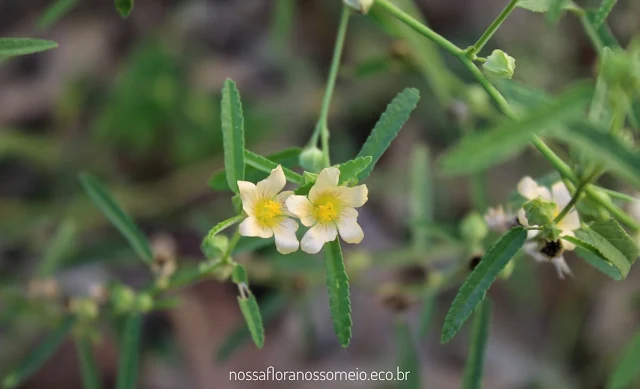 ramos da Sida spinosa com pequenas flores amarelas