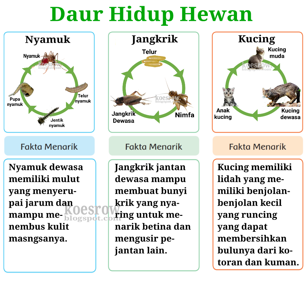 Kunci Jawaban Buku Tematik Tema  5 Kelas  5 Halaman 40 41 