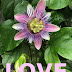 Love | Poetry of Light