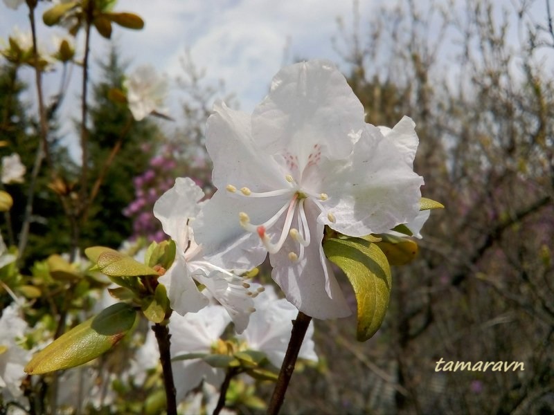 Рододендрон остроконечный (Rhododendron mucronulatum)