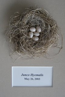 Black Junco Nest