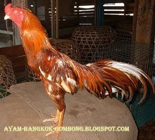 Ayam Bangkok Gombong