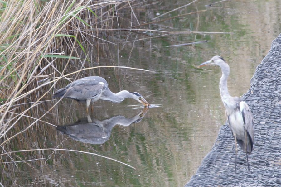鳥爺残日録 大柏川第一調節池緑地 アオサギ Grey Heron 幼鳥 カエル一気飲み