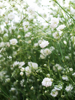 babys breath