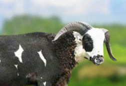 West African Dwarf Sheep Characteristics, Weight, Milk Production, Uses