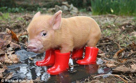 Pigs wear Boots Seen On www.coolpicturegallery.us