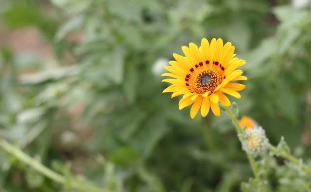 Cape Daisy Flowers Pictures