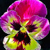 Pure Nature Pansy Flower