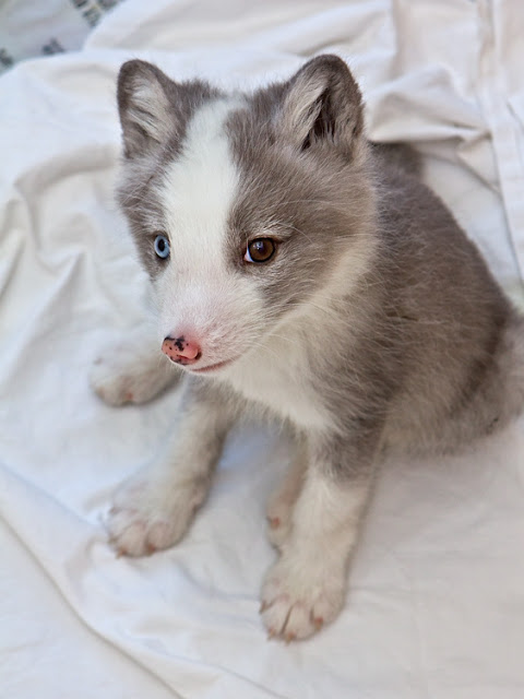 cute arctic fox baby pictures