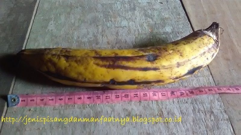 Gambar Pisang Besar-Pisang Raja Bawen