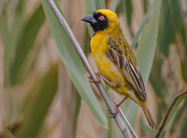 Southern Masked Weaver Table Bay Nature Reserve Woodbridge Island Copyright Vernon Chalmers