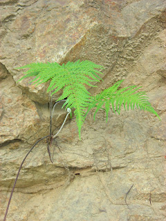 Ferns growing out of rock, Honduras