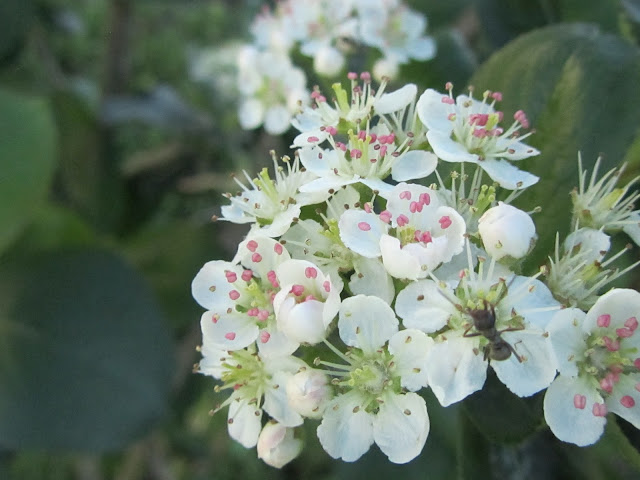 Fiori Aronia Melanocarpa