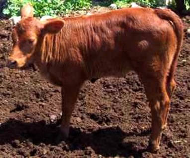 vaca