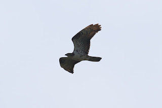 Adult Honey Buzzard