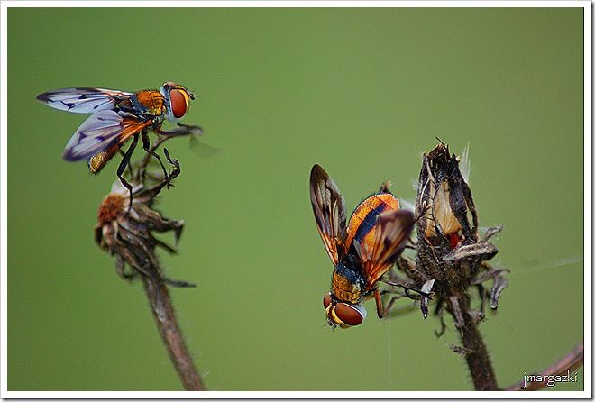 Ectophasia cf. crassipennis
