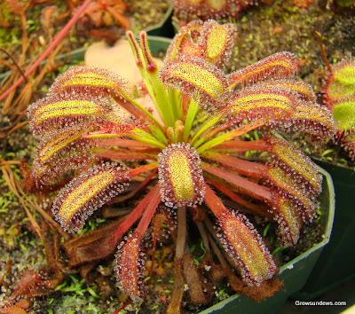 Drosera Capensis merawat drosera