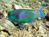 2. Parrot Fish