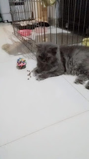 kucing persia abu abu