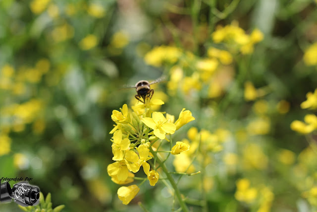 Duas fotografias únicas com o trabalho de uma pequena abelha na colheita do pólen das flores.